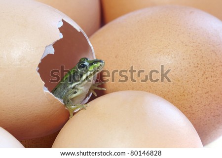 GMO food technology - a frog is hatched from a hen egg (conceptual, humorous)