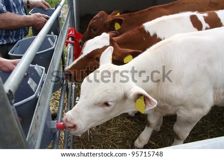 Cow babies are given milch by farmer