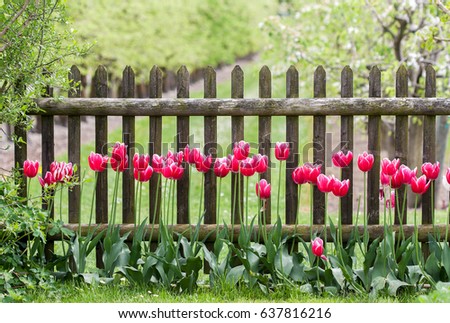 Similar – Foto Bild schöne Tulpen vor hellem Hintergrund als Geschenk zum Muttertag