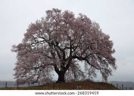 300 years old Cherry blossom under rainy skyat Wani-tsuka, Yamanashi, Japan