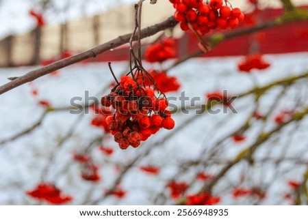 Similar – Foto Bild Winterbeeren ruhig