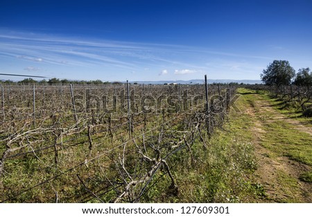 Italy, Sicily, Ragusa Province, countryside, wineyard in winter