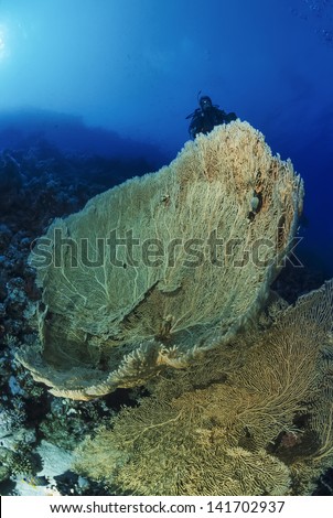 SUDAN, Red Sea, a diver close to a big sea fan (gorgonia) - FILM SCAN