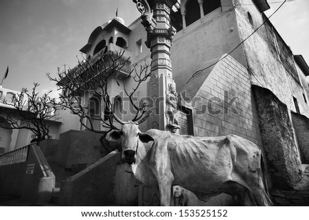 India, Rajasthan, Pushkar, a sacred cow in front of a private building