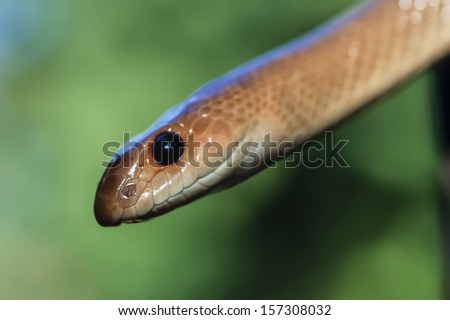 Kenya, Malindi, Black Mamba snake (Dendroaspis polylepis)-FILM SCAN