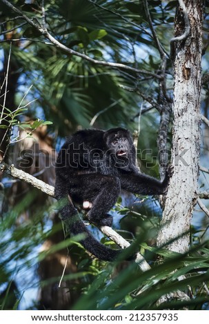 Caribbean Sea, Belize, wild monkey on a tree in the tropical forest - FILM SCAN