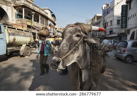 INDIA, Delhi; 21 january 2007, indian people and a cow at the Uttar Pradesh market - EDITORIAL