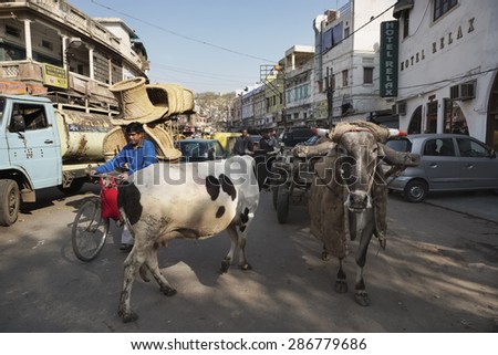 INDIA, Delhi; 21 january 2007, indian people and cows at the Uttar Pradesh market - EDITORIAL