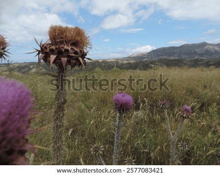 Similar – Image, Stock Photo prickly thistle in the backlight