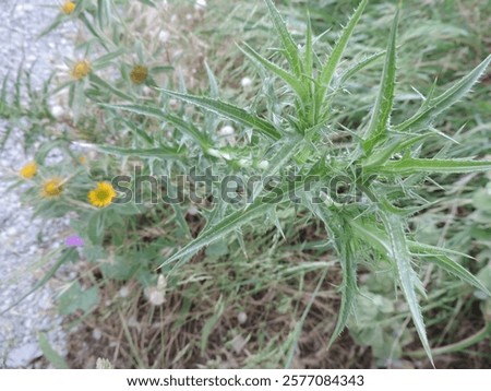 Similar – Image, Stock Photo prickly thistle in the backlight