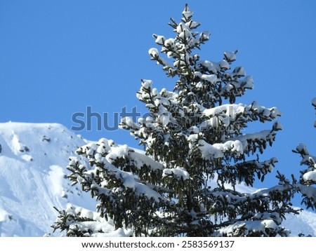 Similar – Image, Stock Photo christmas tree Tannenbaum