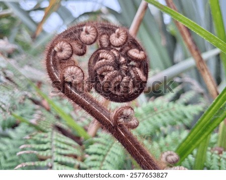 Similar – Image, Stock Photo picture of young fern leaves