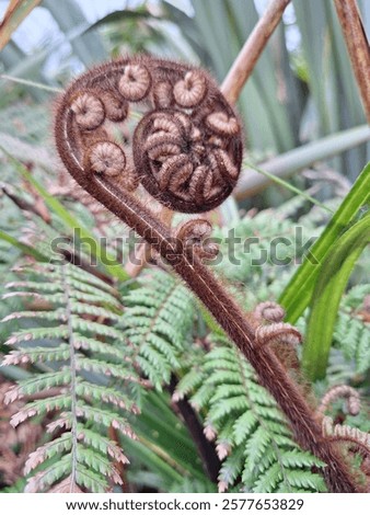 Similar – Image, Stock Photo picture of young fern leaves