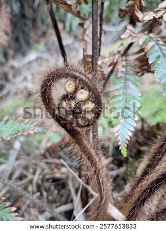 Similar – Image, Stock Photo picture of young fern leaves