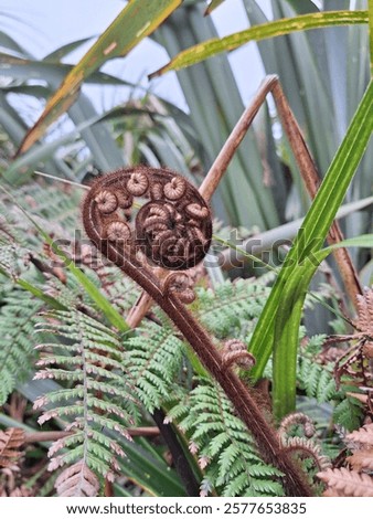 Similar – Image, Stock Photo picture of young fern leaves