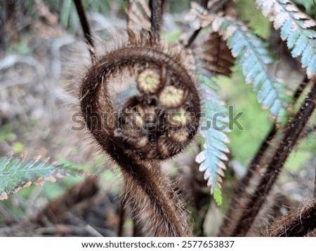 Similar – Image, Stock Photo picture of young fern leaves