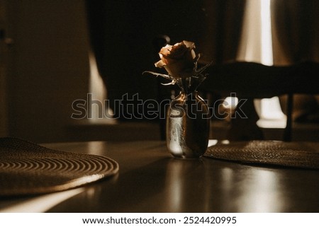 Similar – Image, Stock Photo Light falls through the foliage