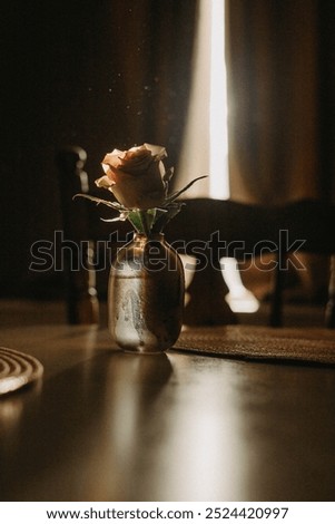 Similar – Image, Stock Photo Light falls through the foliage