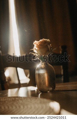 Similar – Image, Stock Photo Light falls through the foliage