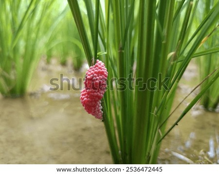 Similar – Foto Bild lichtdurchflutete Blüte