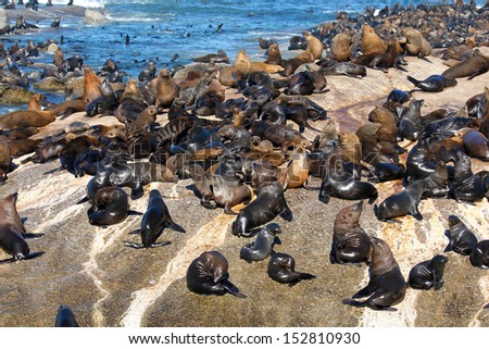 A lot of Cape Fur Seal at Seal island, Hout bay harbor, Cape Town, South Africa