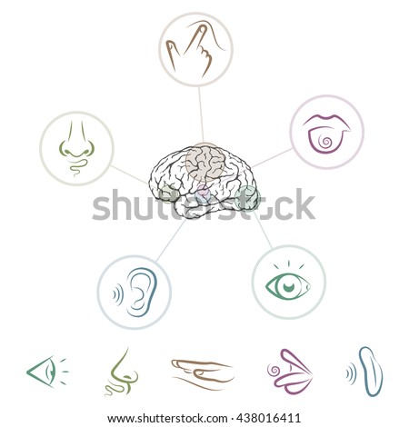 Five Senses Located In Brain Stock Vector Illustration 438016411 ...