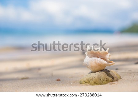 Beautiful spider seashell  at the ocean beach in sunny day