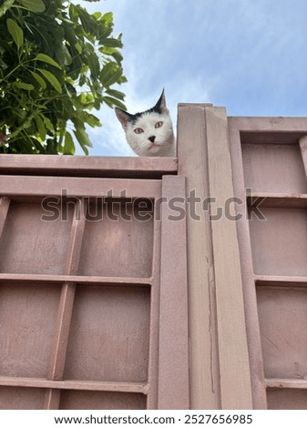 Similar – Image, Stock Photo nosy cat spies Animal Pet