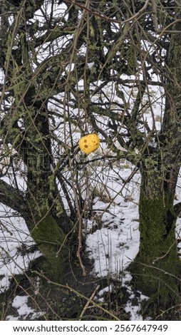 Similar – Image, Stock Photo the last apple on the lawn