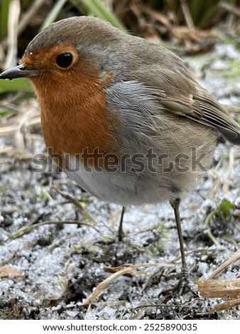 Similar – Foto Bild Rotkehlchen auf Futtersuche