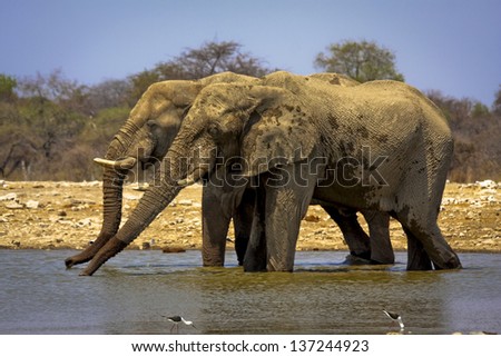Two African elephants drinking side by side