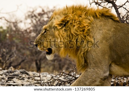 A male lion stalking prey