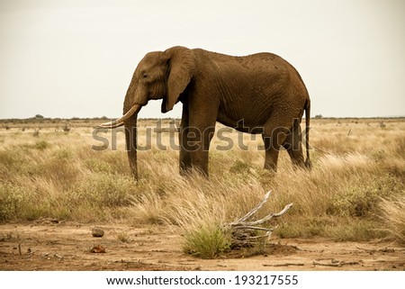 Lone elephant in savanna