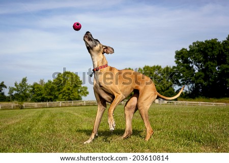 Great Dane trying to catch ball above head against blue sky