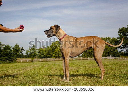 Great Dane in field waiting on master for ball