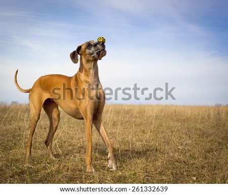 Silly dog with yellow ball on nose