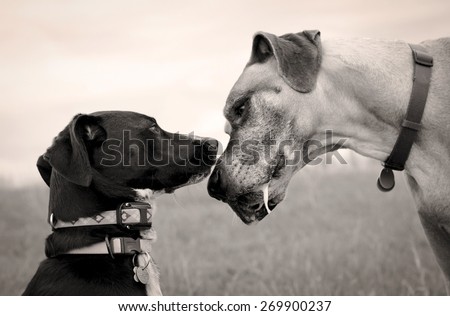 two dogs nose to nose in sepia