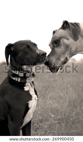 Two dogs nose to nose vertical, sepia