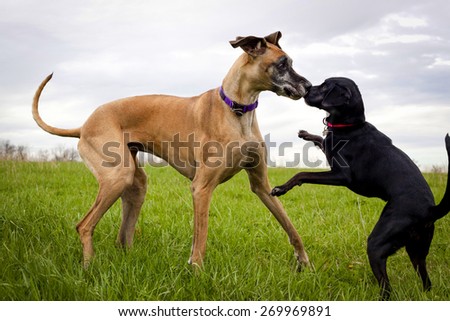 Silly dogs playing in field nose to nose