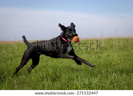 black dog running in green grassy field with orange ball