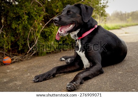Exhausted black dog panting in the shade