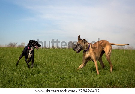 Great Dane and black dog playing chase in green field