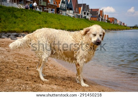 Silly retriever shaking off water on beach