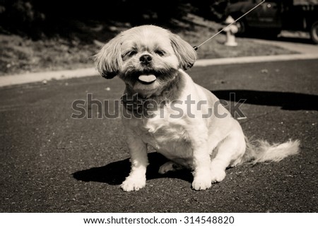 Cute little Shih Tzu mix dog panting on street in sepia