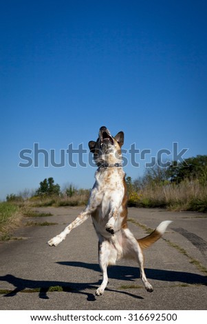 Silly Australian cattle dog reaching for ball in mid air, on pavement head vertical