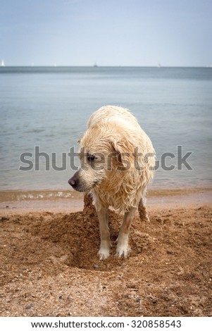 Wet Labrador retriever dog digging in sand on beach looking left