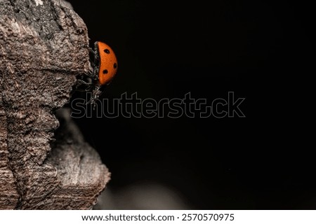 Similar – Image, Stock Photo The ladybug crawls on velvety red leaves of red-headed knapweed