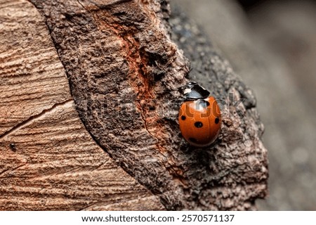 Similar – Image, Stock Photo The ladybug crawls on velvety red leaves of red-headed knapweed