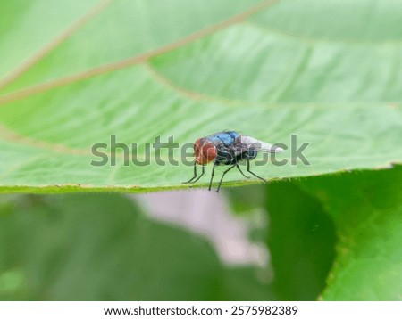 Similar – Image, Stock Photo Macro image: Fine hairs and seeds of a plant