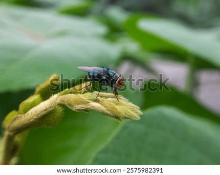 Similar – Image, Stock Photo Macro image: Fine hairs and seeds of a plant